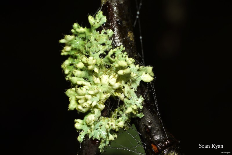 Macro Plants - Fruits And Flowers - SA706017.ok_.this_.lichen-with-water-droplets