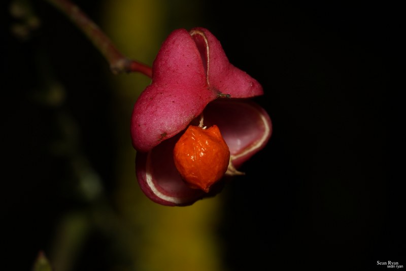 Macro Plants - Fruits And Flowers - Every Day Photos