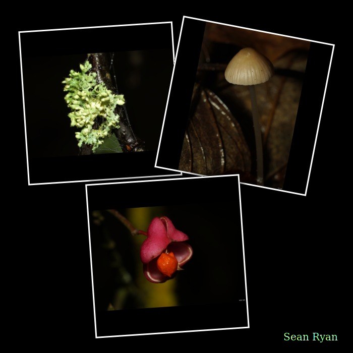 Macro Plants - Fruits And Flowers