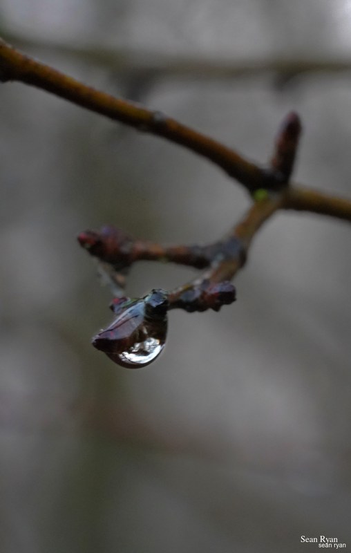 Macro Water (close-ups Of Water Drops) - SA706021.needs-editted