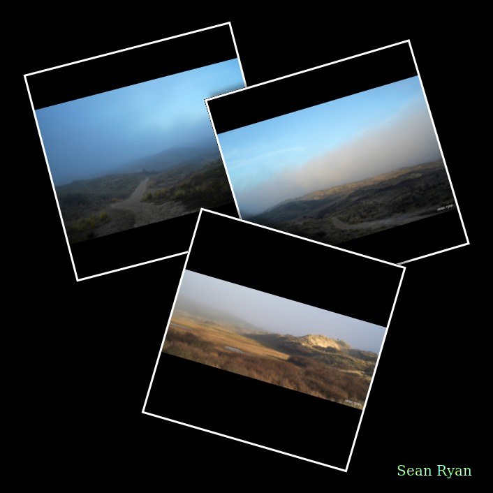 Meijendel Dunes And Forests In Fog