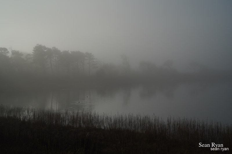 Foggy Dunes Of Meijendel - SA705924.ok_.editted