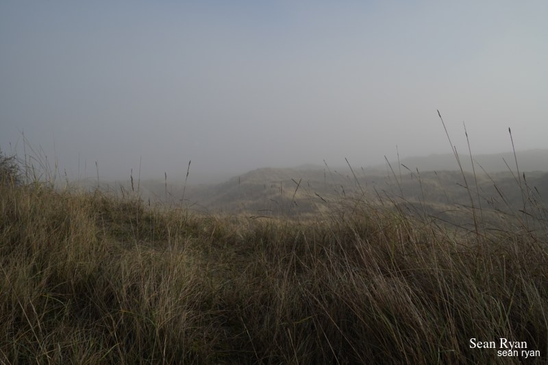 Foggy Dunes Of Meijendel - SA705932.ok_.editted