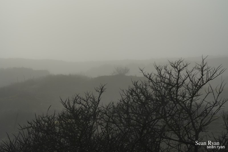 Foggy Dunes Of Meijendel - SA705941.ok_.editted