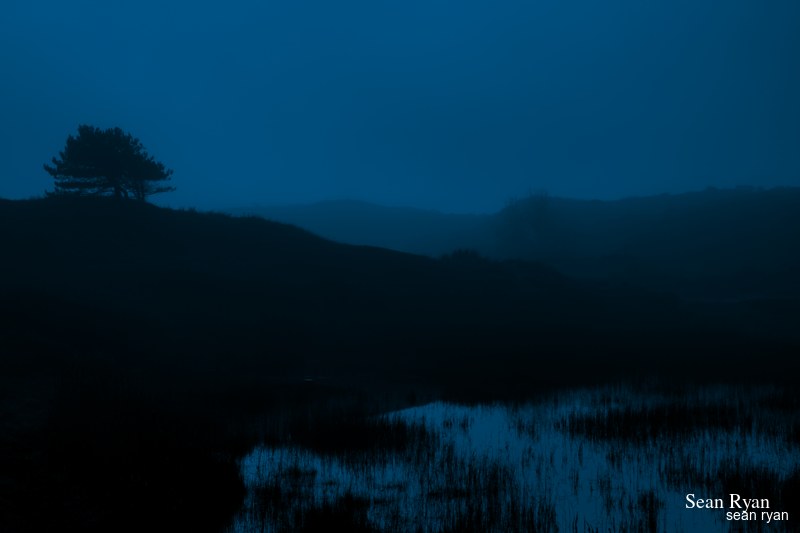 Foggy Dunes Of Meijendel - SA705959.editted.editted