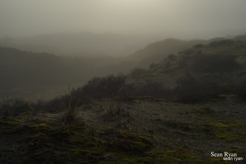 Foggy Dunes Of Meijendel - SA705977.ok_.editted