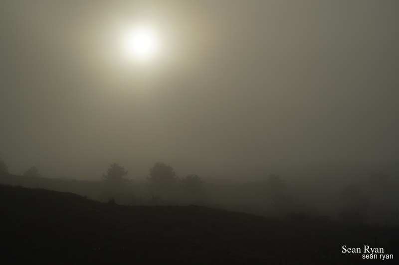 Foggy Dunes Of Meijendel - SA705980.ok_.editted