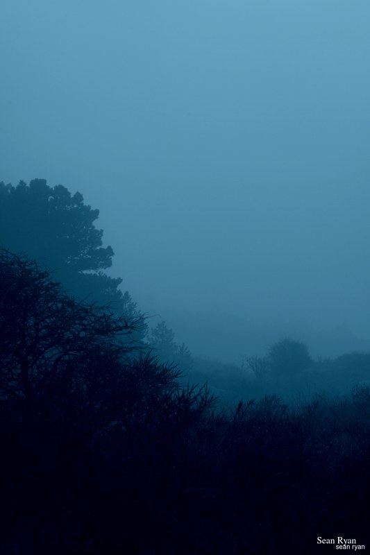 Foggy Dunes Of Meijendel - SA705998.ok_.editted2