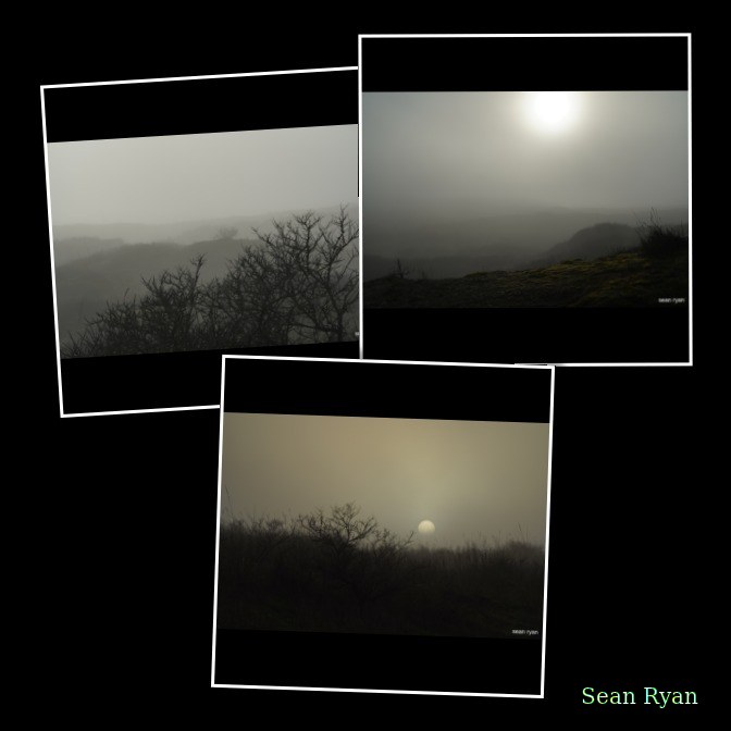 Foggy Dunes Of Meijendel - Every Day Photos