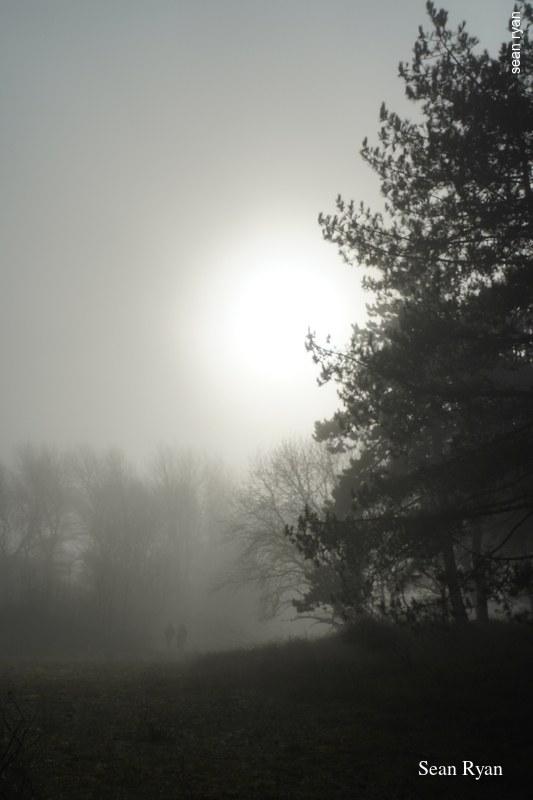 Trees In The Fog Of Meijendel Dunes - Every Day Photos
