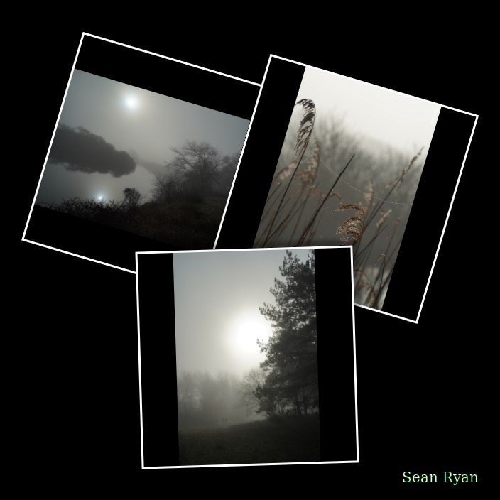 Trees In The Fog Of Meijendel Dunes - Every Day Photos