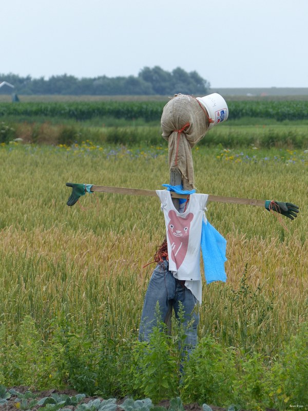 Puppets And Scarecrows Of Texel - 04-P1030385