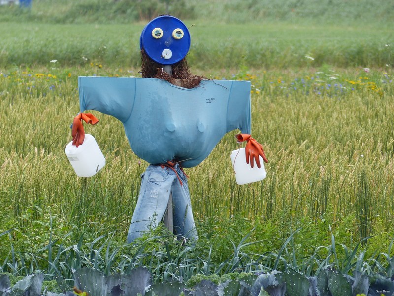Puppets And Scarecrows Of Texel - 10-P1030480
