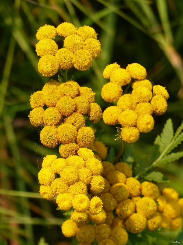 More Wild Flowers Of The Netherlands - 07-tansy_flower_yellow-2.7Mb-2560x1920--P1150626.editted