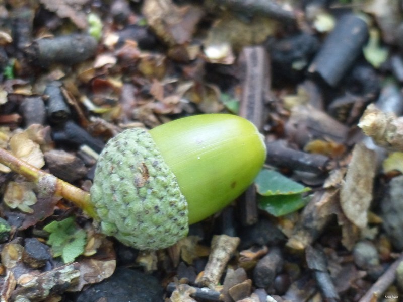 More Wild Flowers Of The Netherlands - 11-Acorn_Nut_Plant-2.8Mb-2560x1920--P1170739
