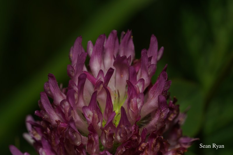 Wild Summer Flowers Of Texel - 2022 - SA702753.best_.cleaned