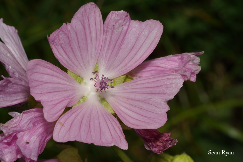 Wild Summer Flowers Of Texel - 2022 - SA702903.good_.clean_