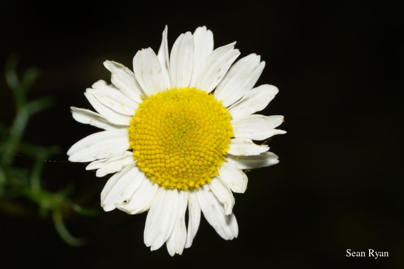 Wild Summer Flowers Of Texel - 2022 - SA702977