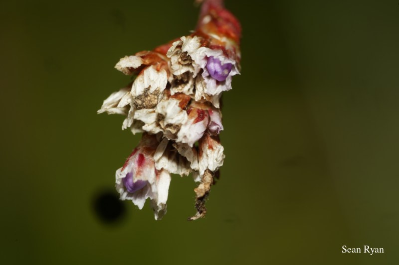 Wild Summer Flowers Of Texel - 2022 - SA703418.macro-bog-flower-tiny.cleaned