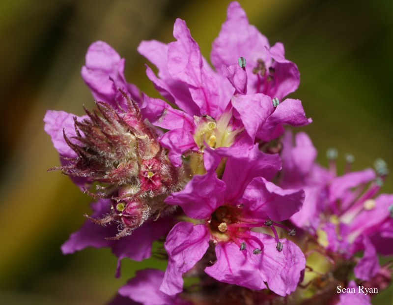 Wild Summer Flowers Of Texel - 2022 - SA703501.good_.cleaned.cropped