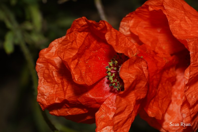 Wild Summer Flowers Of Texel - 2022 - Every Day Photos