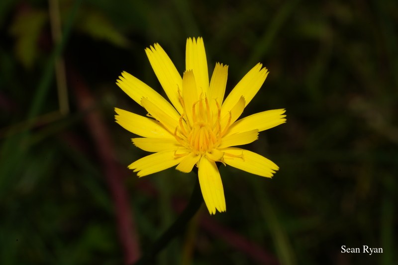 Yellow Wild Flowers Of Texel - SA703481.good_