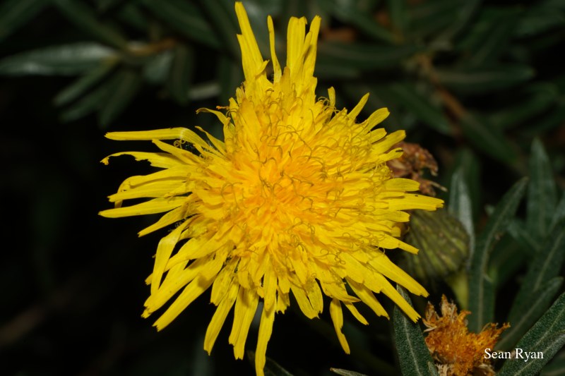 Yellow Wild Flowers Of Texel - SA703490.good_.cleaned
