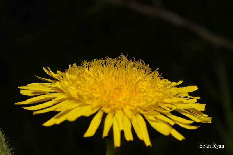Yellow Wild Flowers Of Texel - SA703491.good_