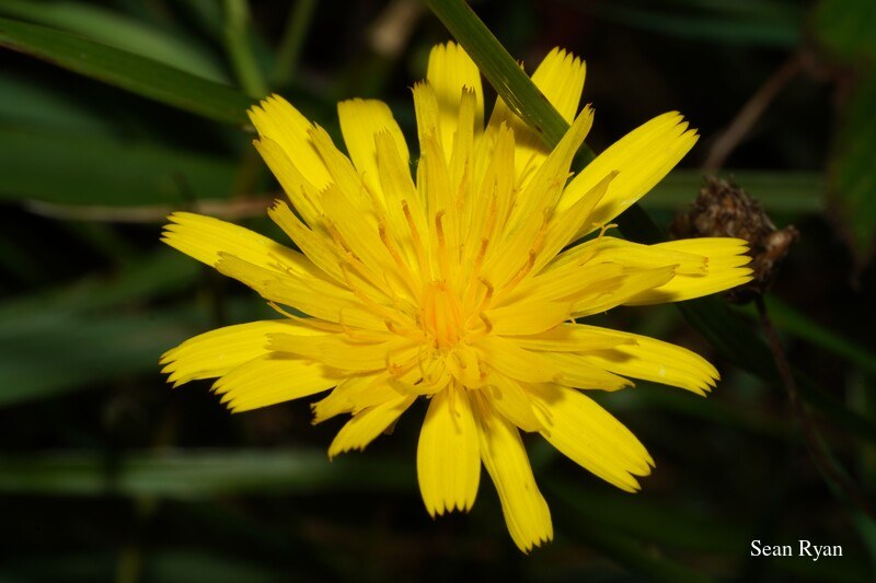 Yellow Wild Flowers Of Texel - Every Day Photos