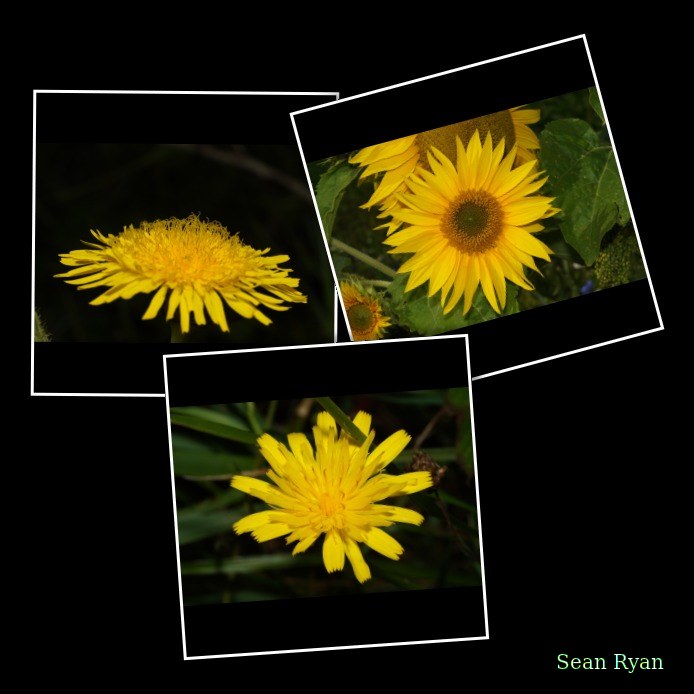 Yellow Wild Flowers Of Texel - Every Day Photos
